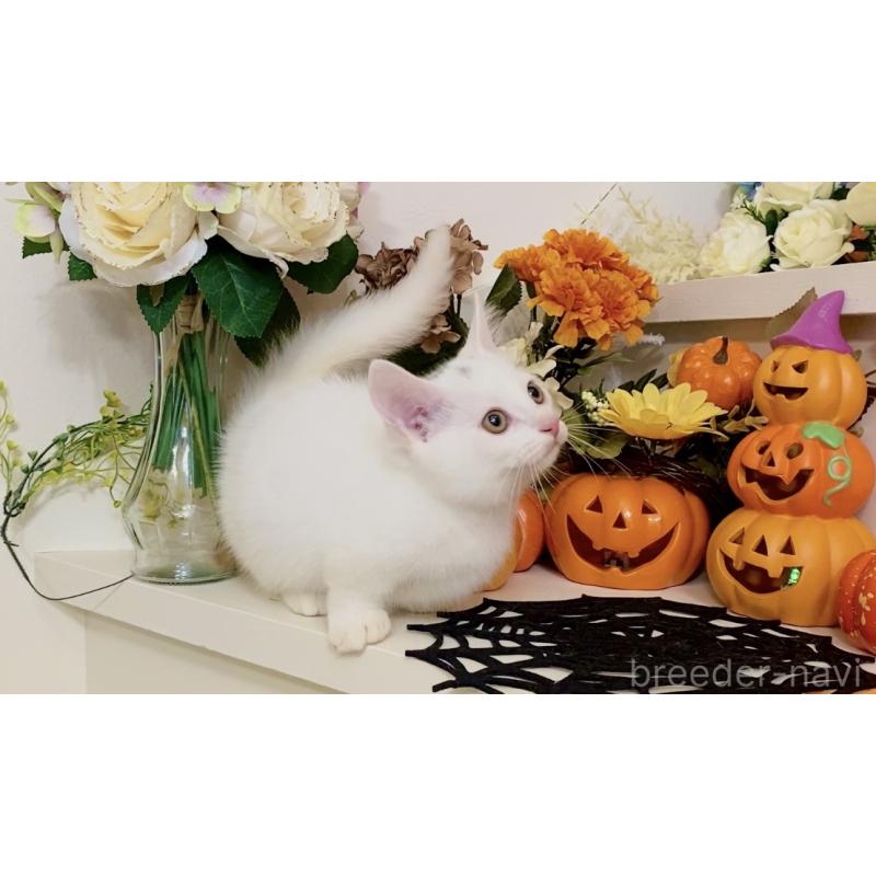 販売中の北海道のマンチカン-123370の6枚目