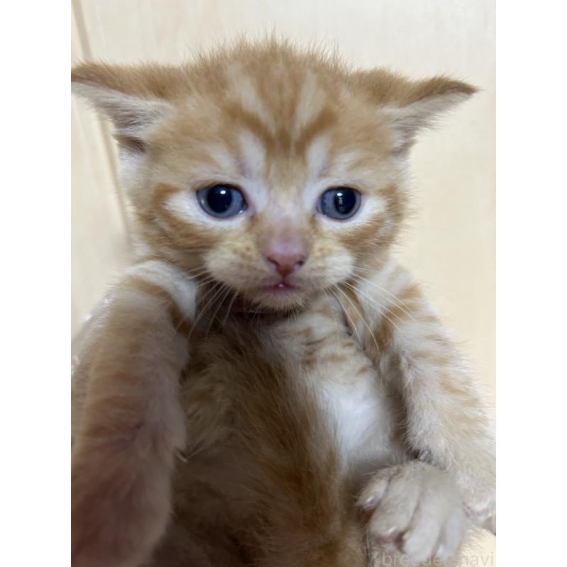販売中の群馬県のスコティッシュフォールド-127535の4枚目