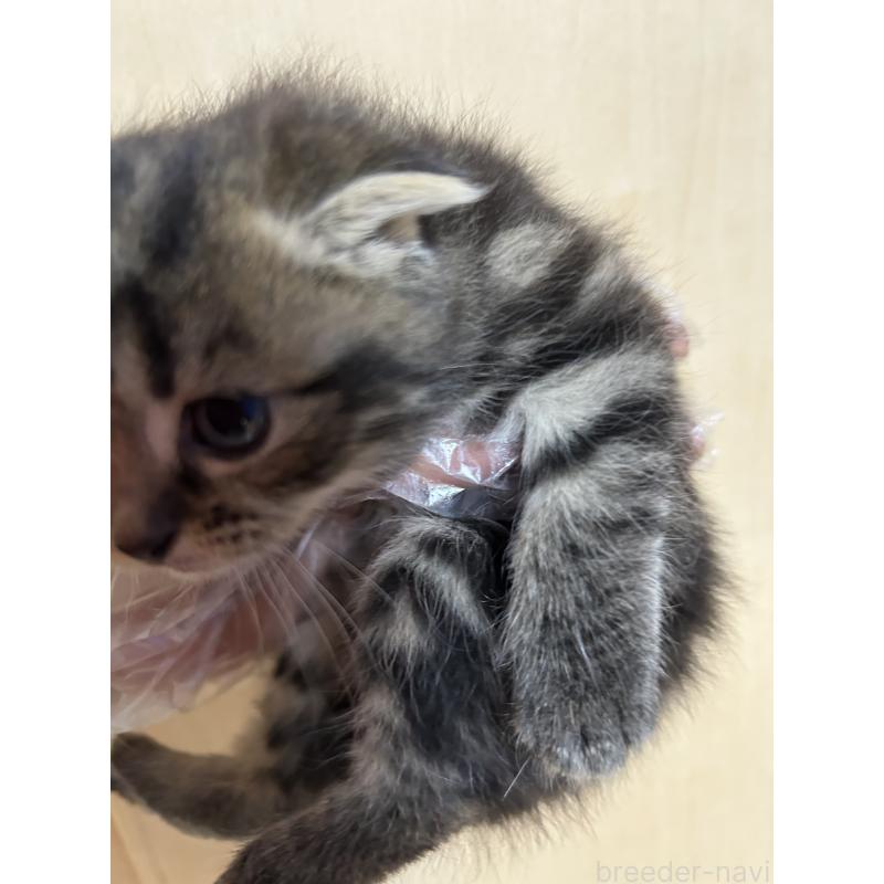 販売中の群馬県のスコティッシュフォールド-127536の2枚目