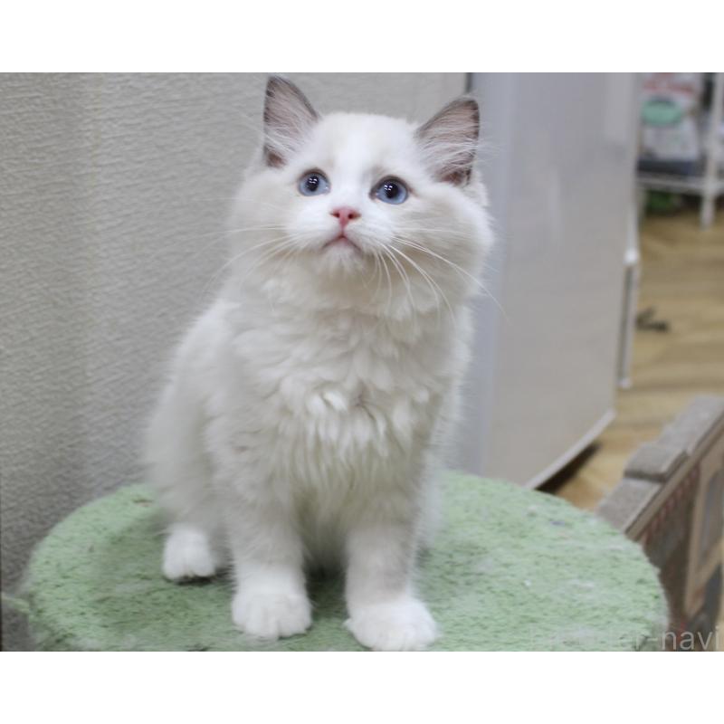 販売中の山梨県のラグドール-123973の11枚目