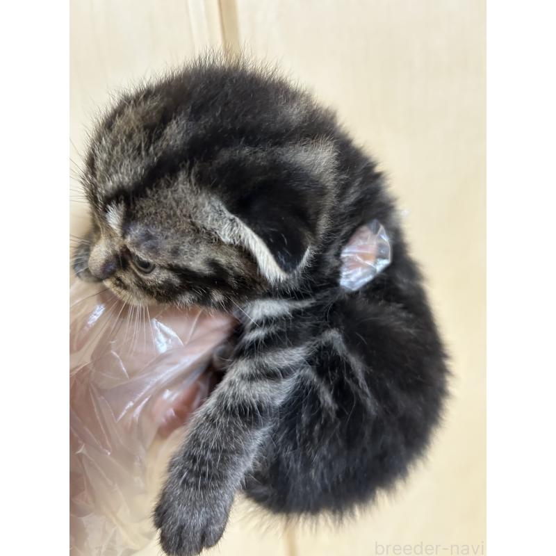 販売中の群馬県のスコティッシュフォールド(折れ耳)-127538の2枚目