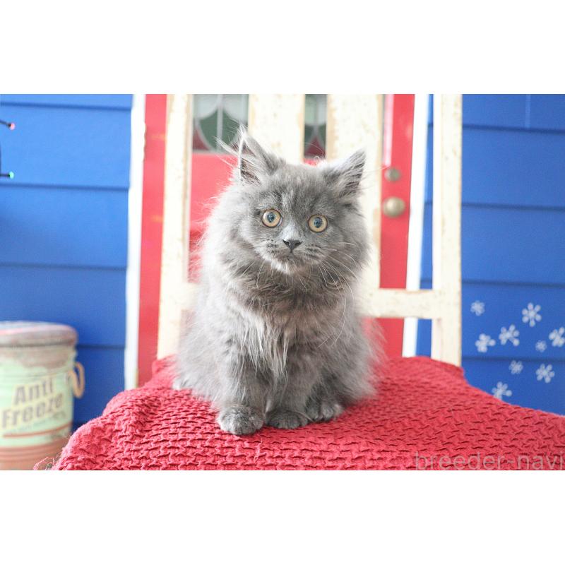 成約済の大阪府のスコティッシュフォールド-123472の4枚目