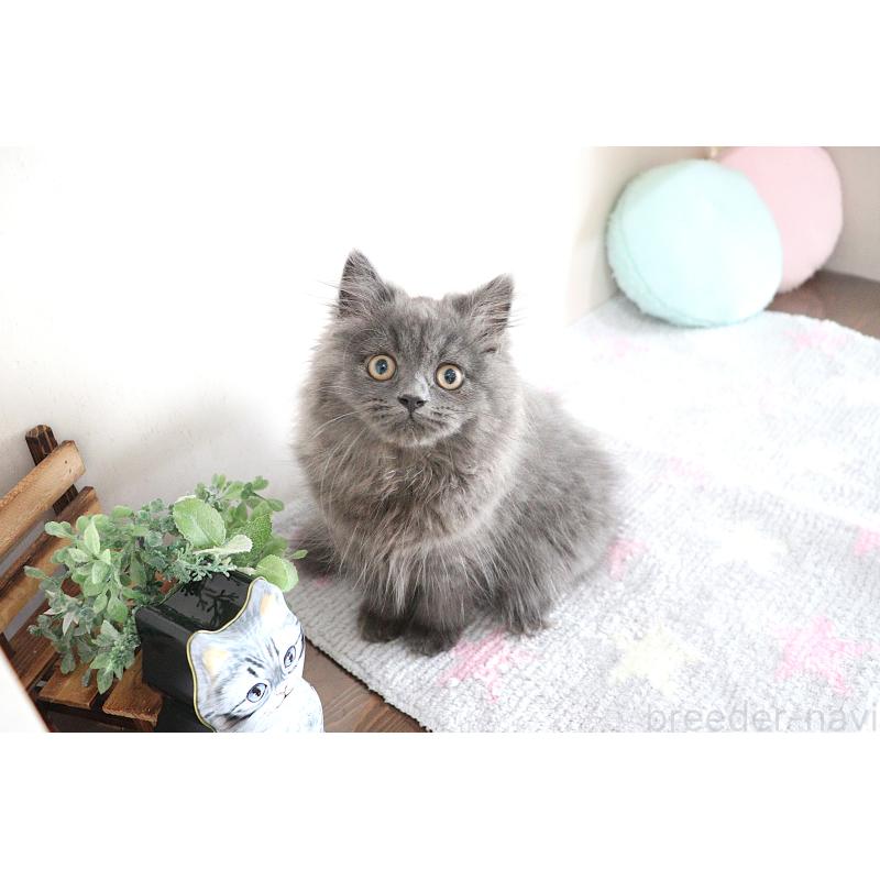 成約済の大阪府のスコティッシュフォールド-123472の1枚目