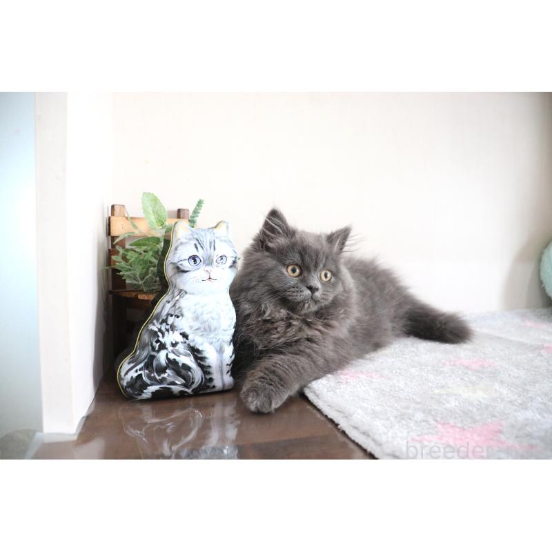 成約済の大阪府のスコティッシュフォールド-123472の3枚目