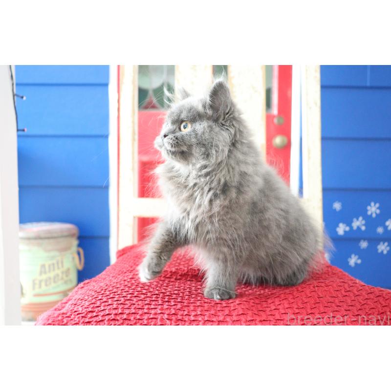 成約済の大阪府のスコティッシュフォールド-123472の2枚目