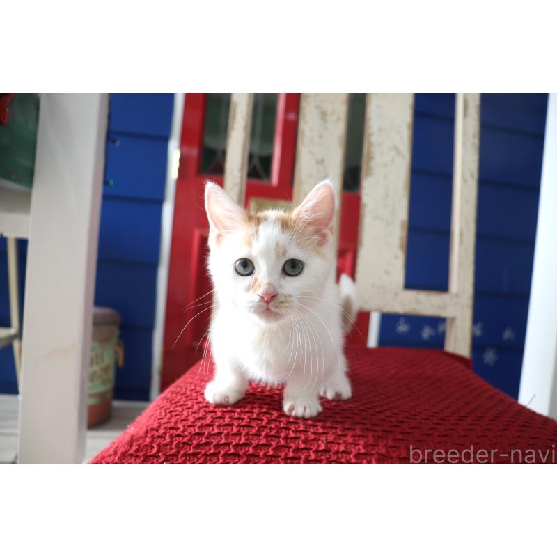 販売中の大阪府のマンチカン(短足)-123963の25枚目