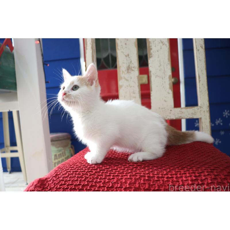 販売中の大阪府のマンチカン(短足)-123963の24枚目