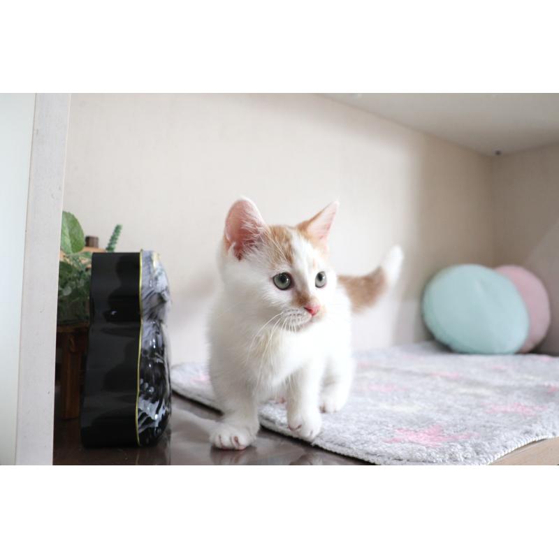 販売中の大阪府のマンチカン(短足)-123963の22枚目