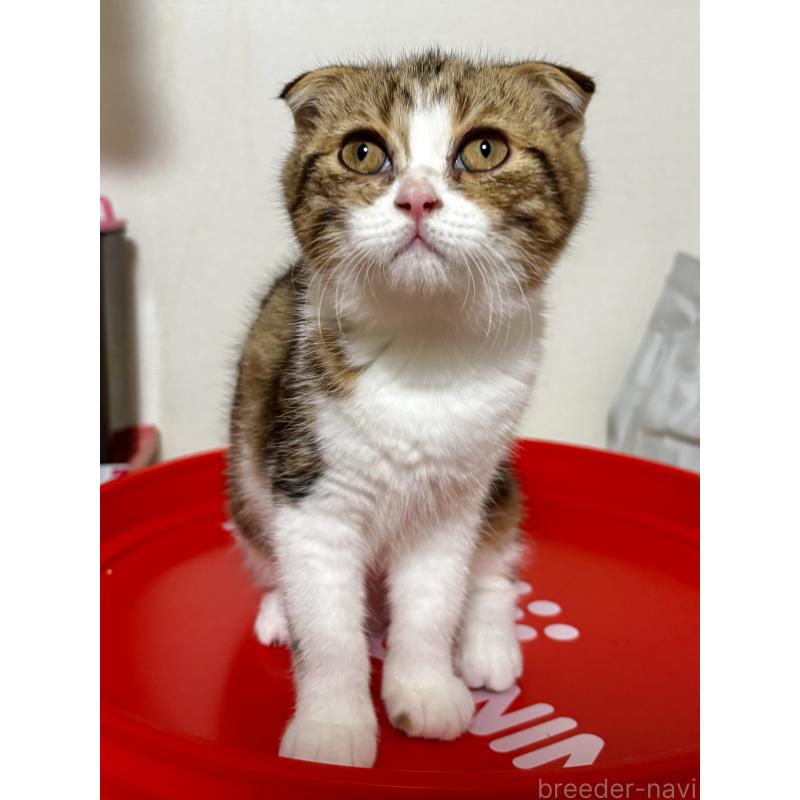 販売中の埼玉県のスコティッシュフォールド(折れ耳)-123493の4枚目