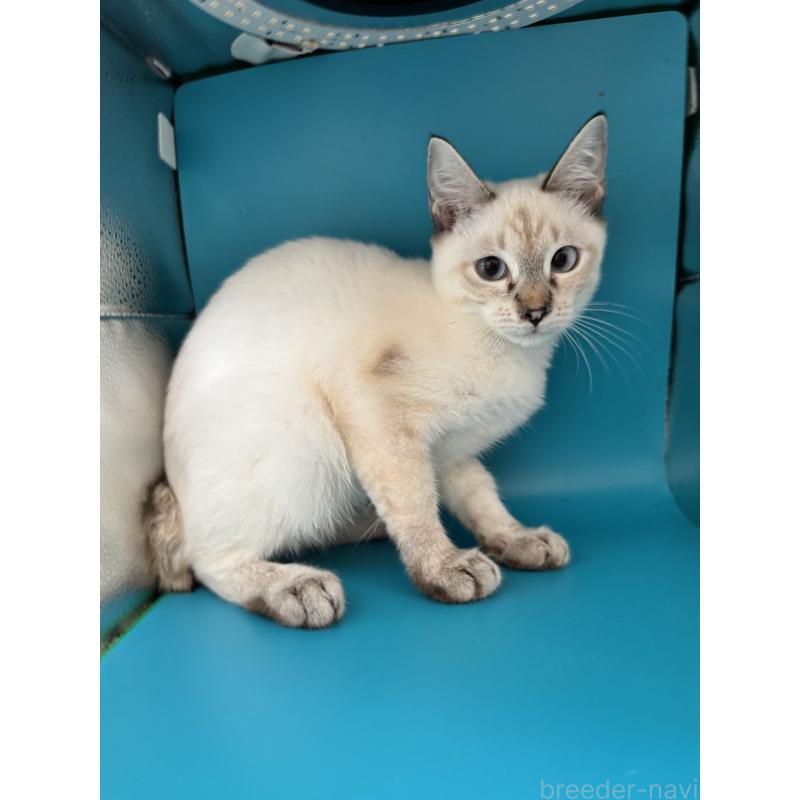 販売中の長野県のトイボブ-123007の15枚目