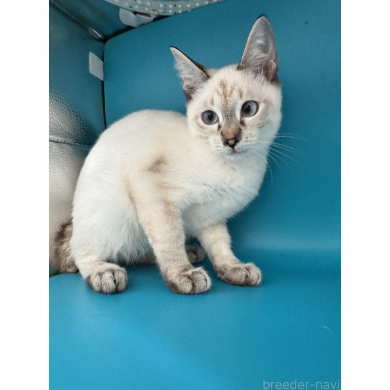 販売中の長野県のトイボブ-123007の14枚目