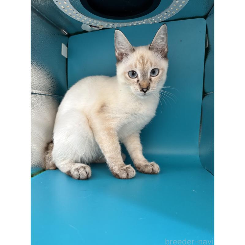 販売中の長野県のトイボブ-123007の13枚目