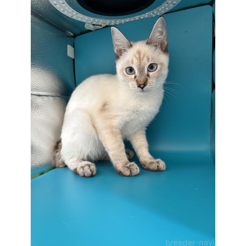 販売中の長野県のトイボブ-123007の12枚目