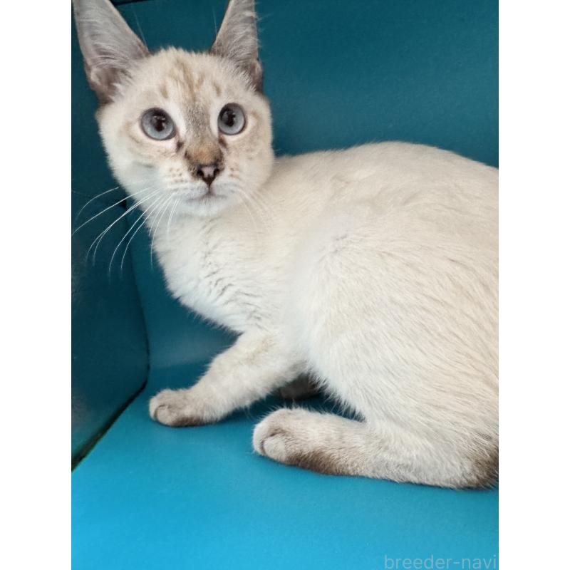 販売中の長野県のトイボブ-123007の11枚目