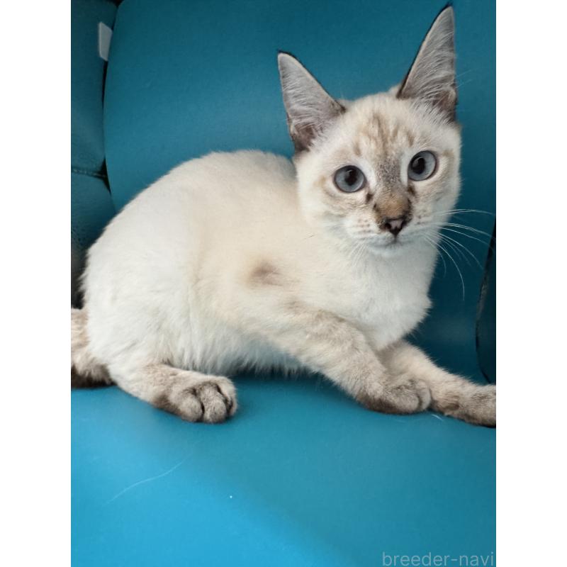 販売中の長野県のトイボブ-123007の10枚目