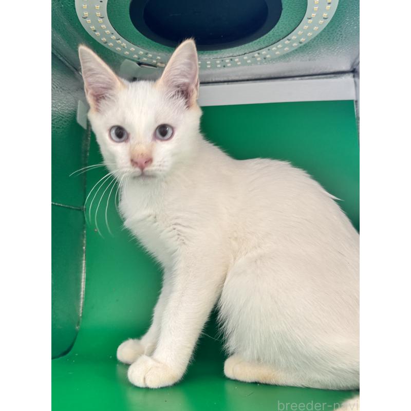 販売中の長野県のトイボブ-123008の20枚目