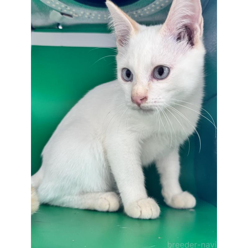 販売中の長野県のトイボブ-123008の19枚目