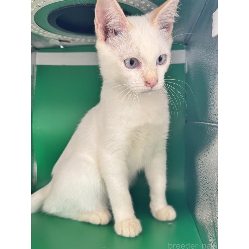 販売中の長野県のトイボブ-123008の18枚目