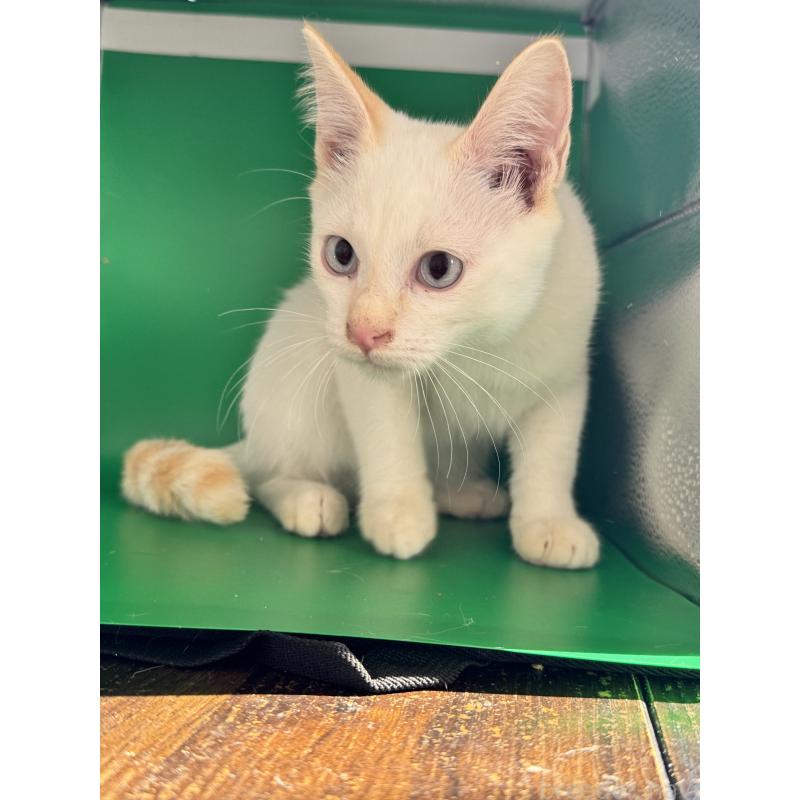 販売中の長野県のトイボブ-123008の17枚目