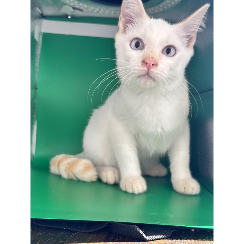 販売中の長野県のトイボブ-123008の16枚目