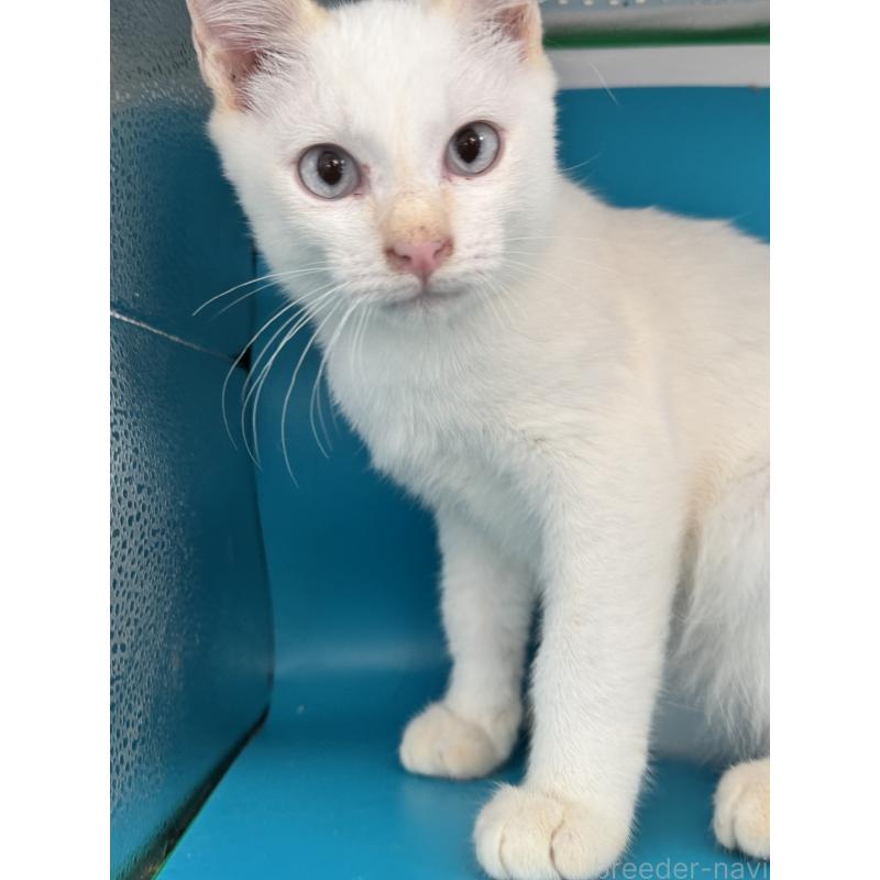 販売中の長野県のトイボブ-123008の15枚目