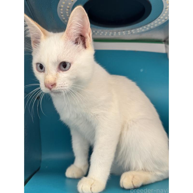 販売中の長野県のトイボブ-123008の14枚目