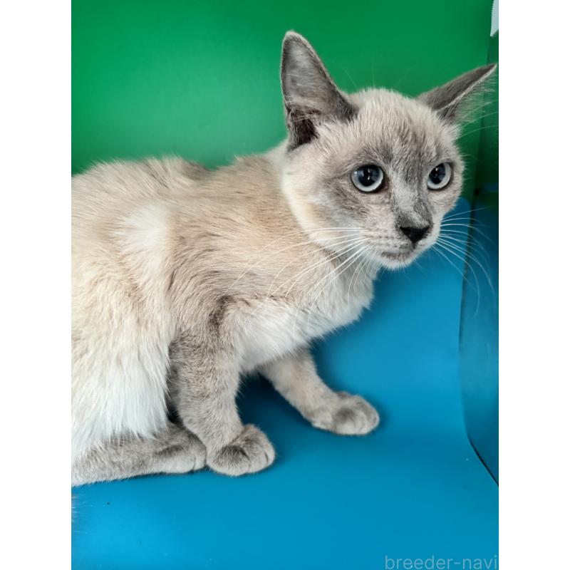 販売中の長野県のトイボブ-123009の10枚目