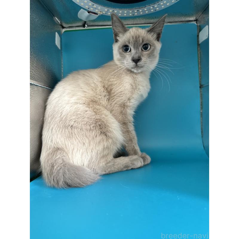 販売中の長野県のトイボブ-123009の9枚目