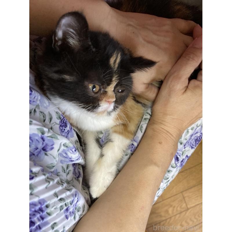 商談中の福岡県のエキゾチックショートヘア-123235の6枚目