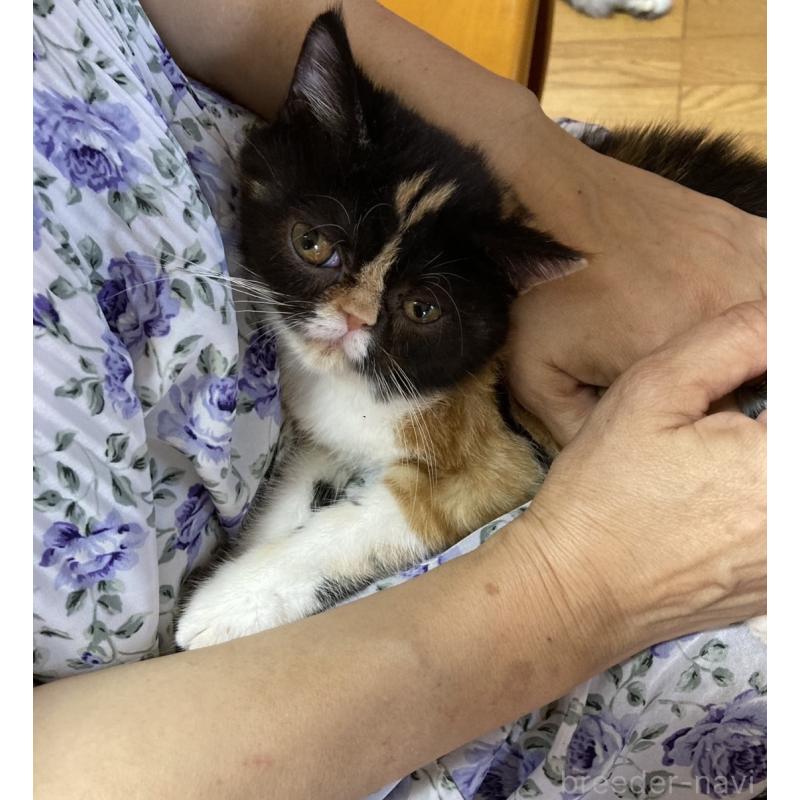 商談中の福岡県のエキゾチックショートヘア-123235の5枚目