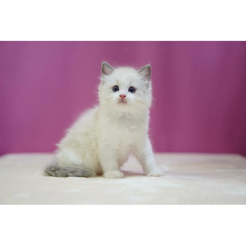 販売中の埼玉県のラグドール-127556の3枚目