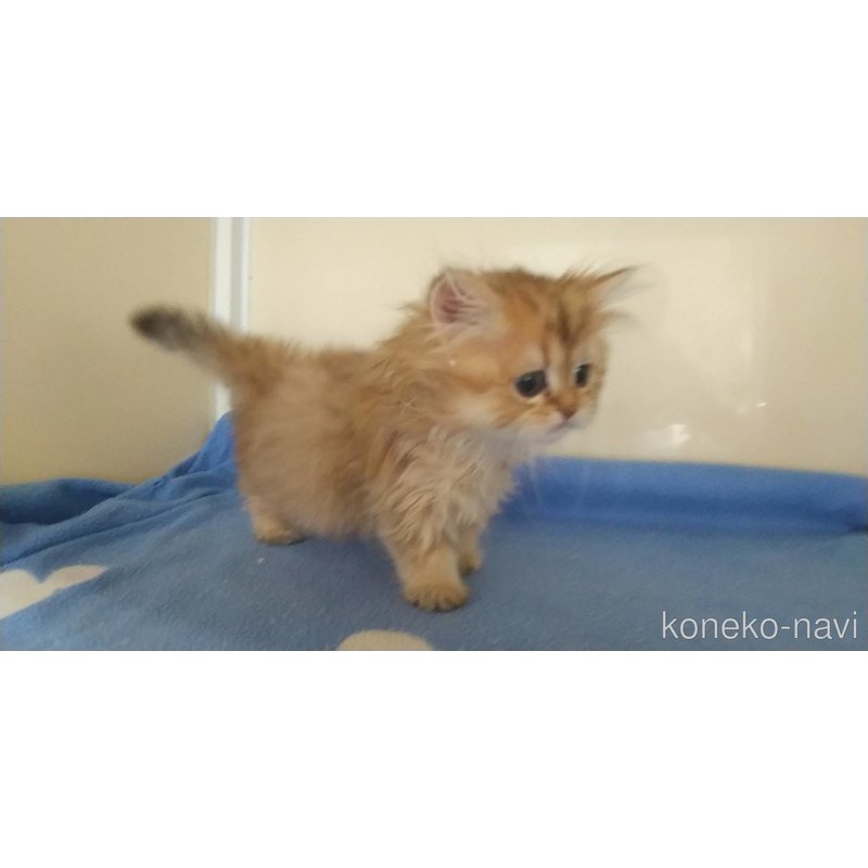 成約済の愛知県のペルシャ(チンチラ)-123845の6枚目