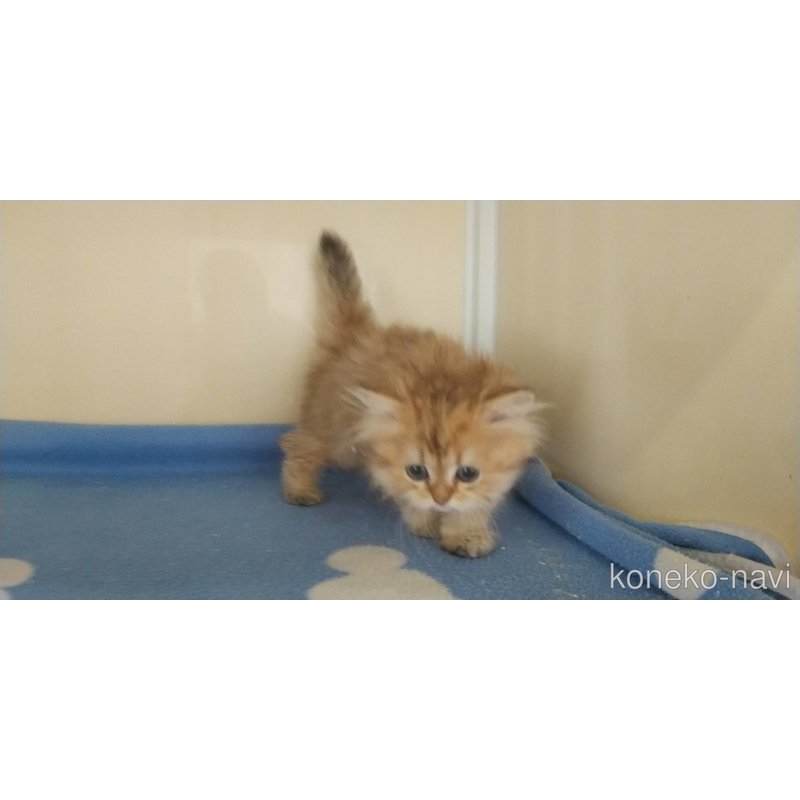 成約済の愛知県のペルシャ(チンチラ)-123845の5枚目