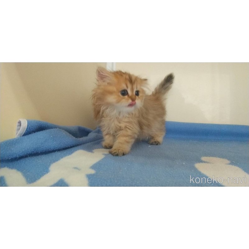 成約済の愛知県のペルシャ(チンチラ)-123845の4枚目