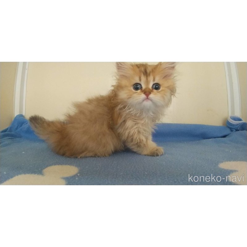 成約済の愛知県のペルシャ(チンチラ)-123845の3枚目