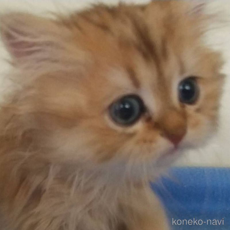 成約済の愛知県のペルシャ(チンチラ)-123845の1枚目