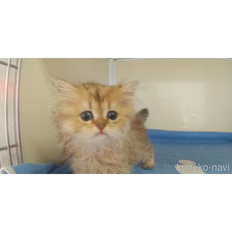 成約済の愛知県のペルシャ(チンチラ)-123845の2枚目
