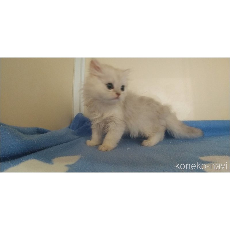 成約済の愛知県のペルシャ(チンチラ)-123846の2枚目