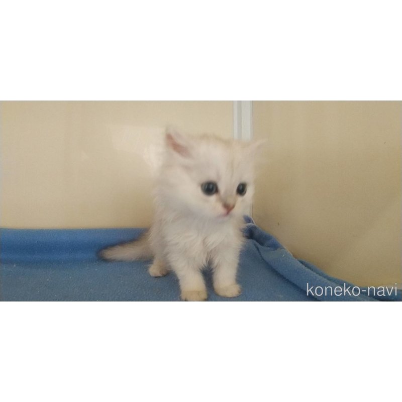 成約済の愛知県のペルシャ(チンチラ)-123846の3枚目