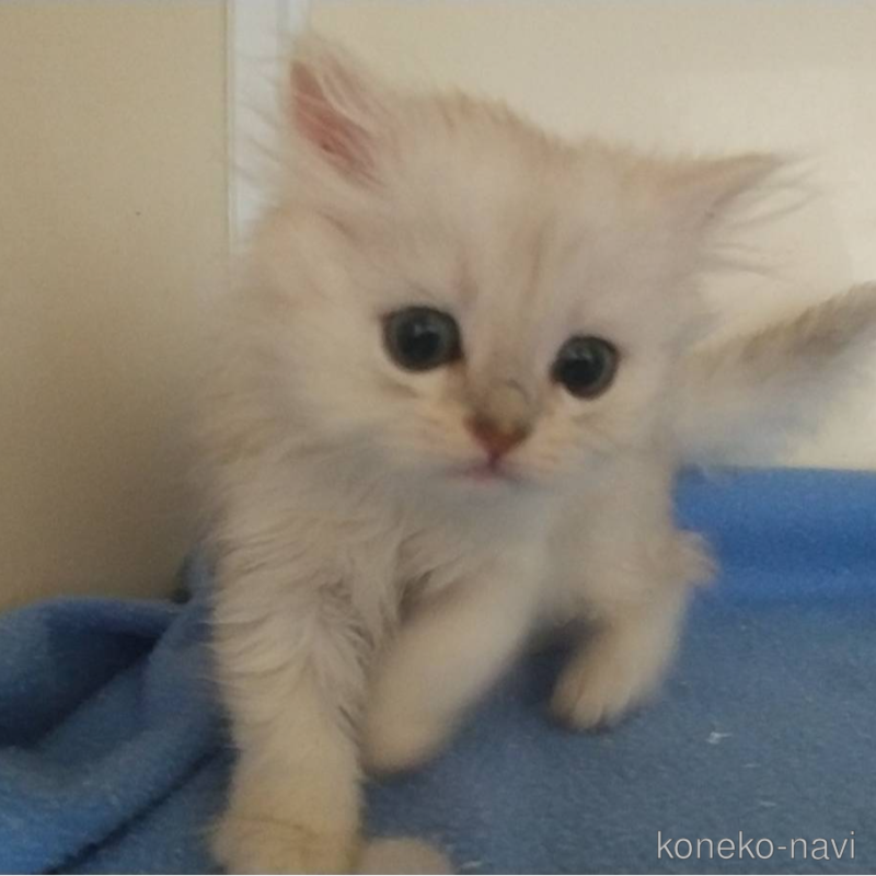 成約済の愛知県のペルシャ(チンチラ)-123846の1枚目