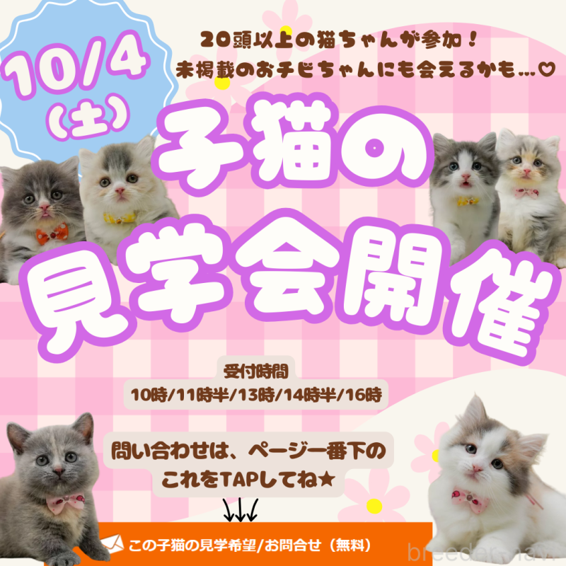 販売中の神奈川県のサイベリアン-127564の6枚目