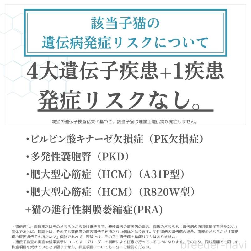 販売中の神奈川県のサイベリアン-127564の3枚目