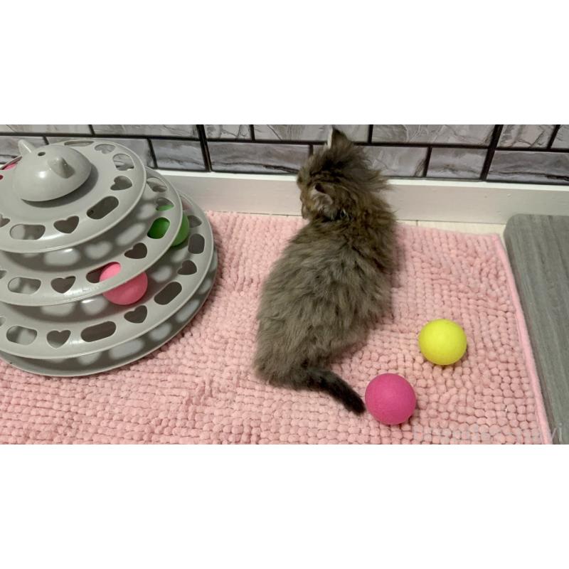 販売中の福岡県のミヌエット-127574の3枚目