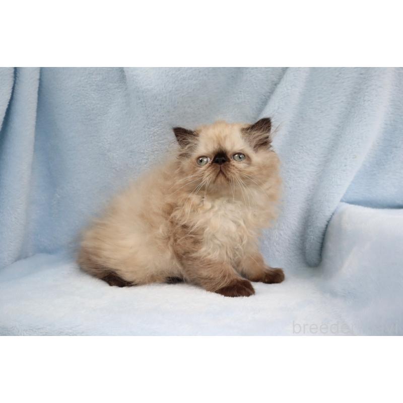 成約済の東京都のエキゾチックロングヘア-126960の3枚目