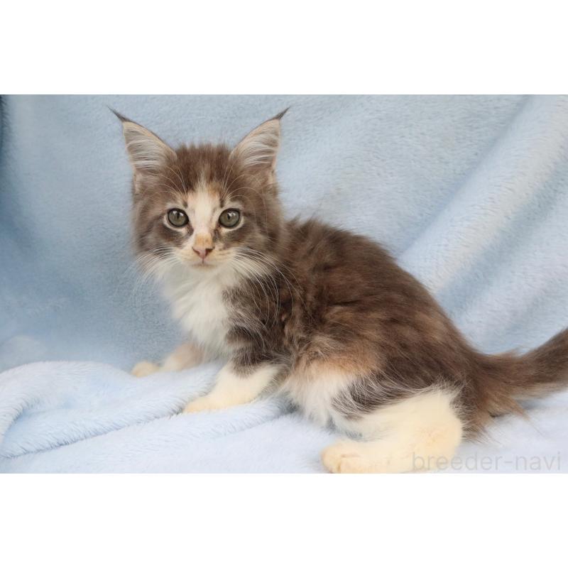 販売中の東京都のメインクーン-126959の4枚目