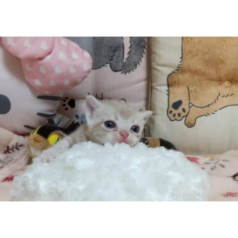 販売中の埼玉県のアメリカンショートヘア-127585の2枚目