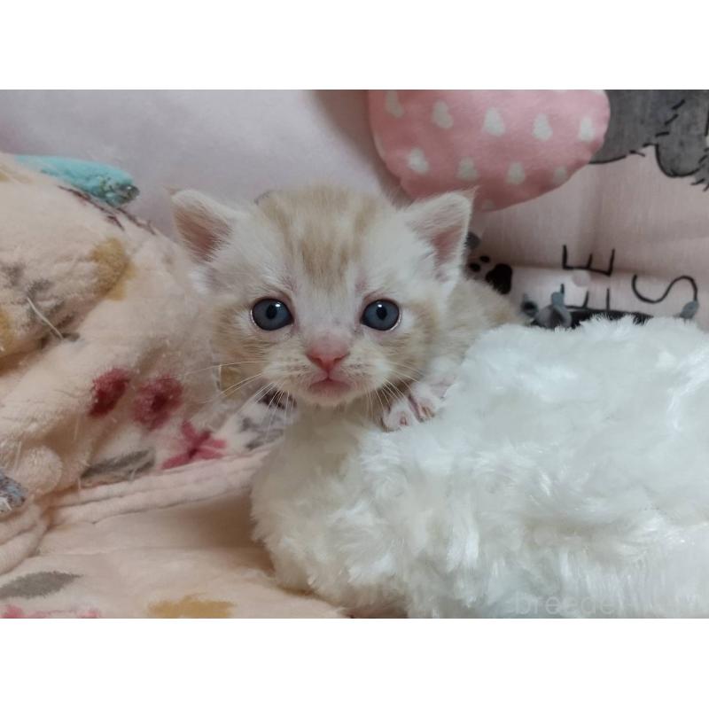 販売中の埼玉県のアメリカンショートヘア-127587の5枚目