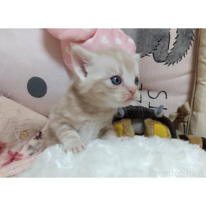 販売中の埼玉県のアメリカンショートヘア-127587