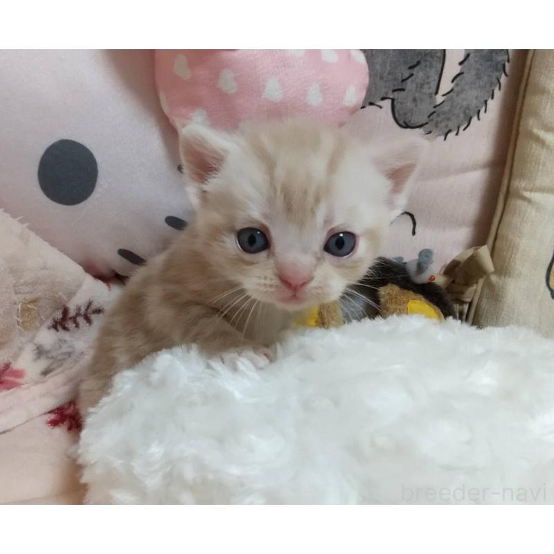 販売中の埼玉県のアメリカンショートヘア-127587の3枚目