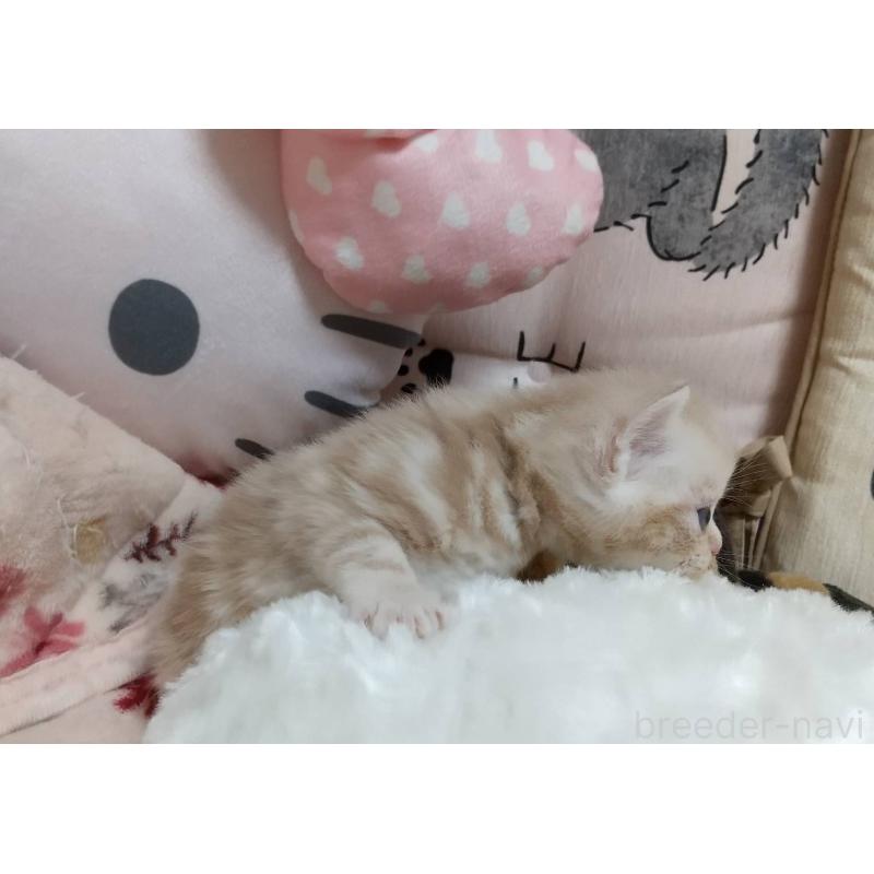 販売中の埼玉県のアメリカンショートヘア-127587の2枚目